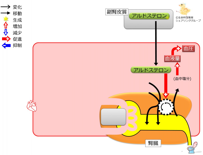 ファイル:アルドステロン作用2-wb.jpg
