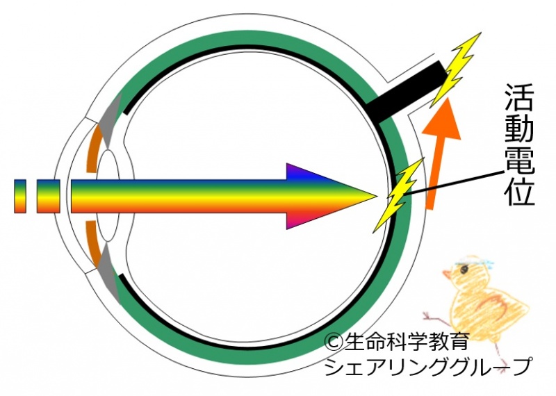 ファイル:03241.jpg