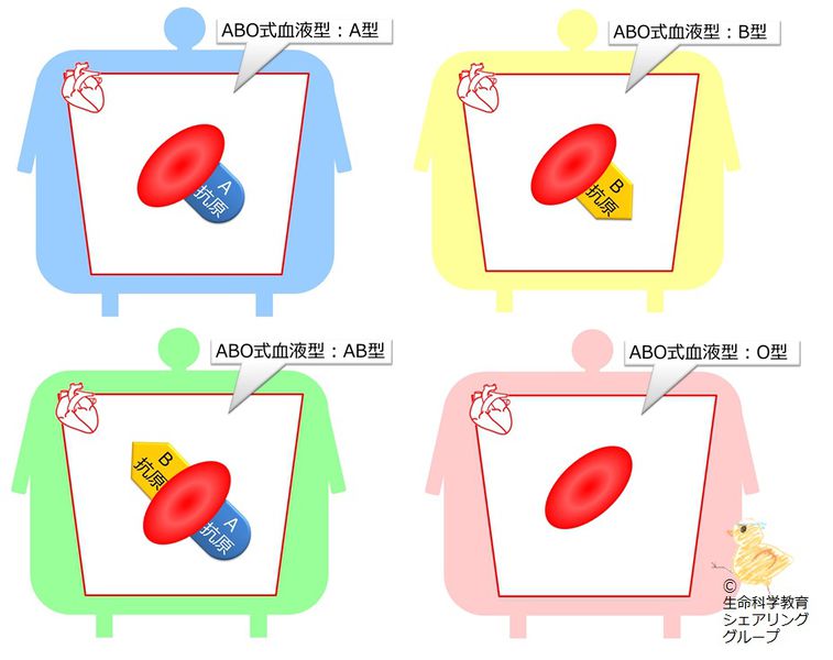 ファイル:04549.jpg