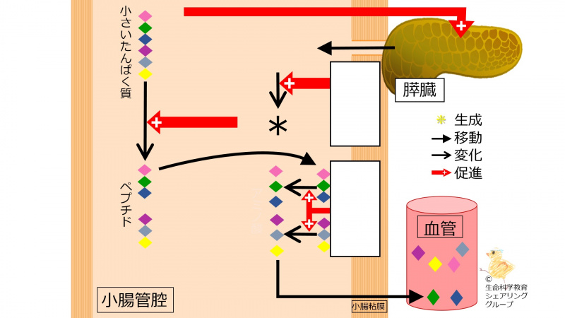 ファイル:04569.jpg