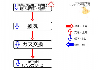 Respiratory effectoff ph.jpg