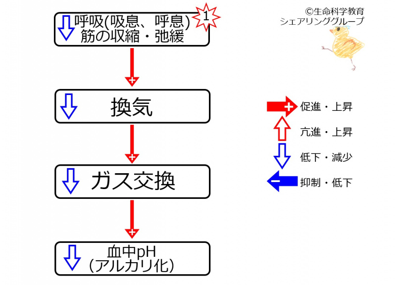 ファイル:Respiratory effectoff ph.jpg