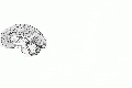 00689.gif