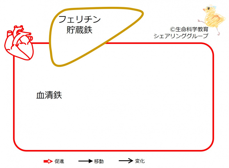 ファイル:04425-wb.jpg