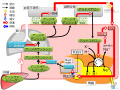 2018年6月7日 (木) 16:09時点における版のサムネイル