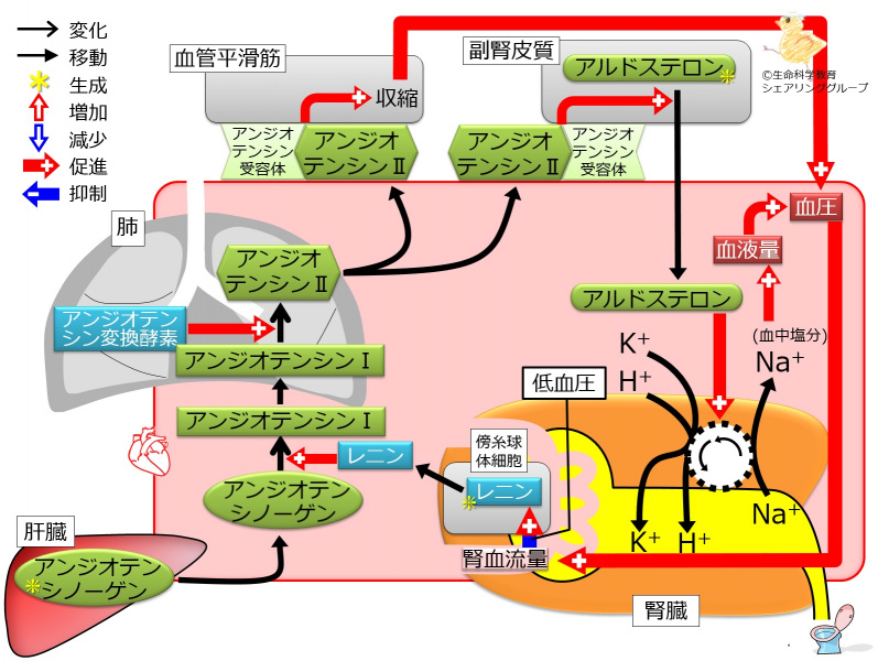 ファイル:AldosteroneControl2lowBP.jpg