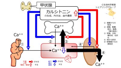 /wiki/images/thumb/2/21/Calcitonin-inc2.jpg/400px-Calcitonin-inc2.jpg