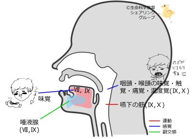 Cranial09.jpg