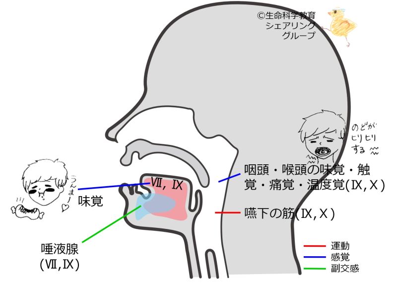 ファイル:Cranial09.jpg