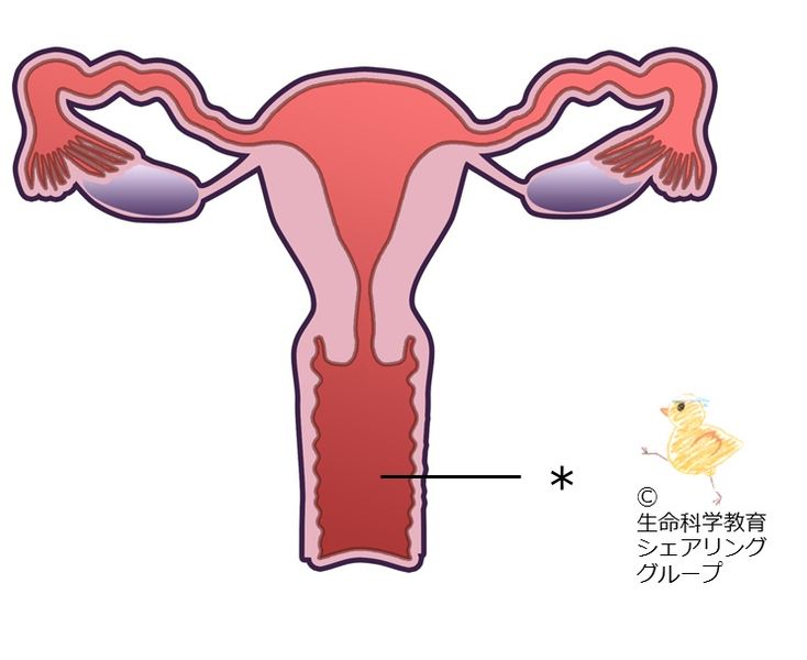 ファイル:クイズ 膣.jpg