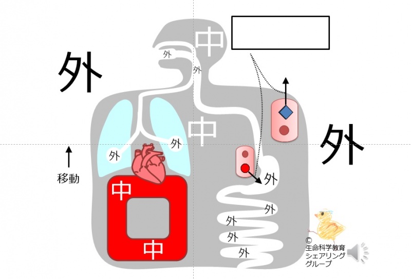 ファイル:Exocrine-7-wb.jpg