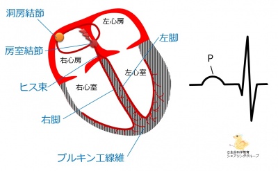刺激伝導系の部位と波形P波.jpg