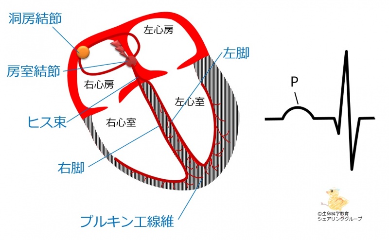 ファイル:刺激伝導系の部位と波形P波.jpg