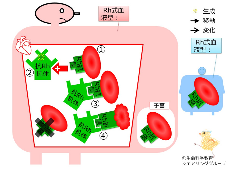 ファイル:04668-wb.jpg