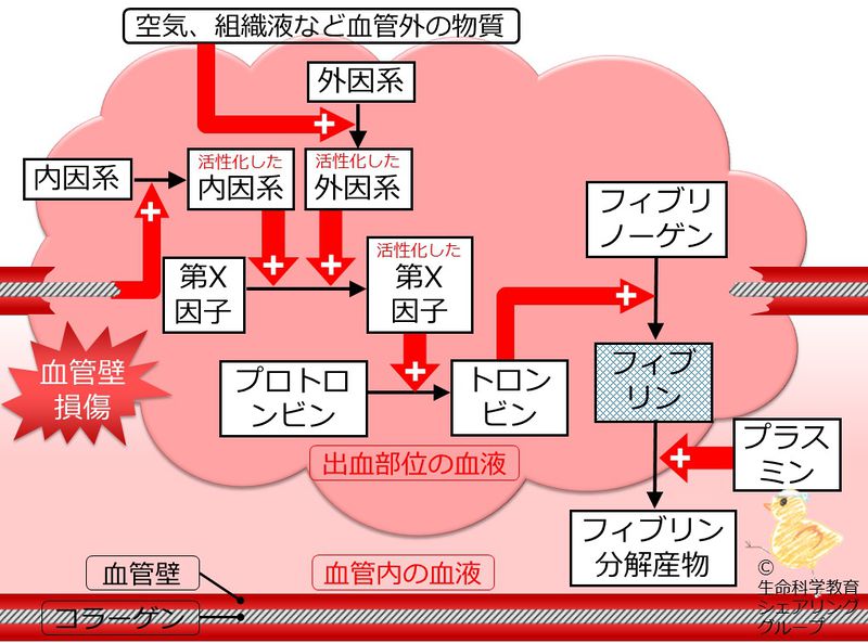 ファイル:04692.jpg