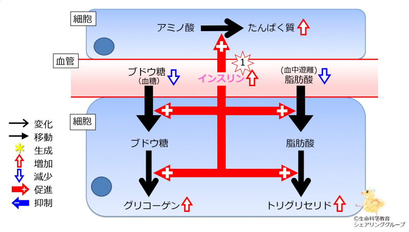 ファイル:Insulin2TGandProteinInc.jpg