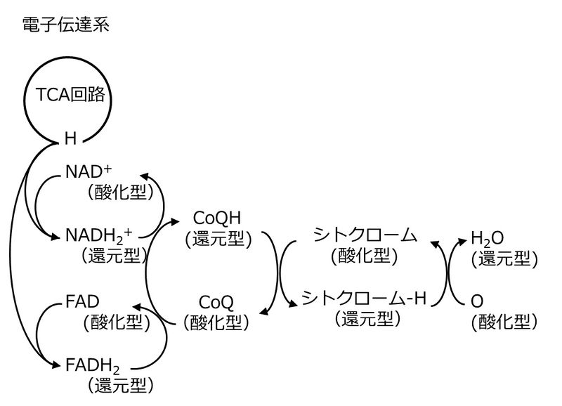 ファイル:04370.jpg