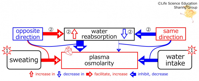 BasicFeedbackToWaterReabsorption-ENG.jpg
