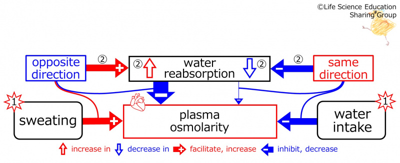 ファイル:BasicFeedbackToWaterReabsorption-ENG.jpg