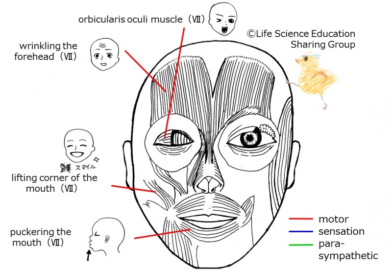 ファイル:Cranial07E 2.jpg