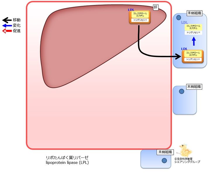 ファイル:LDL.jpg