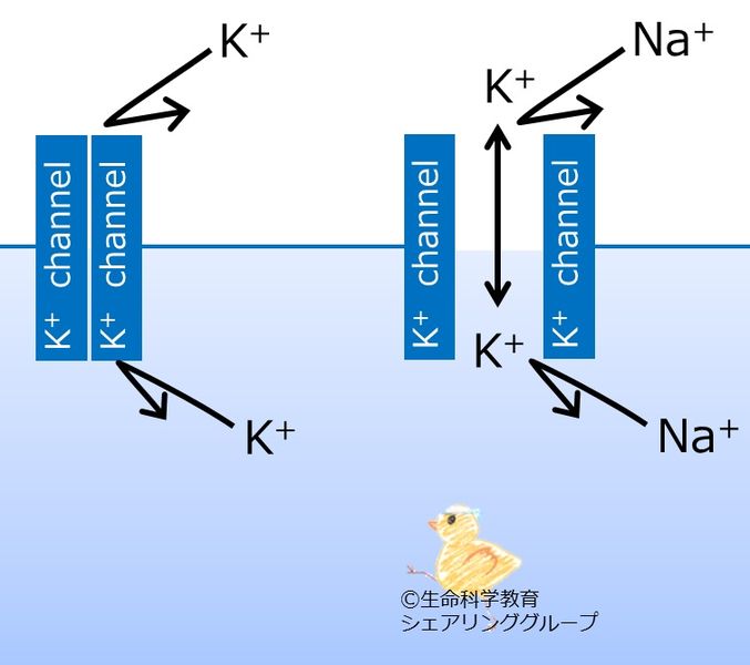 ファイル:Open close.jpg