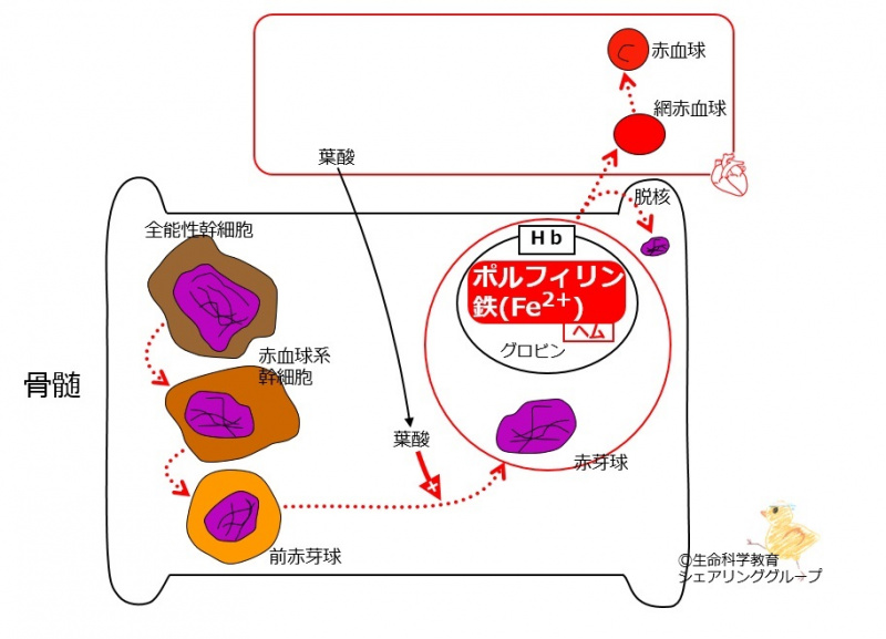 ファイル:03402.jpg