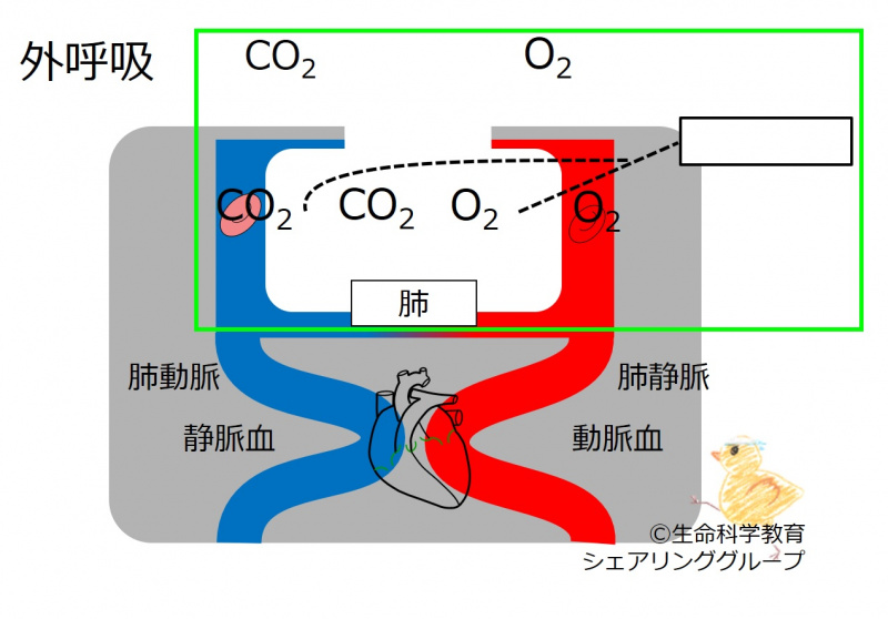 ファイル:03454-wb.jpg