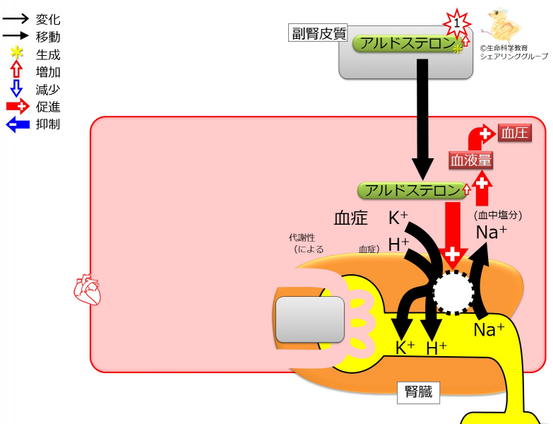 ファイル:04006-wb.jpg
