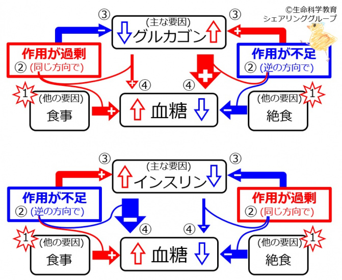 Glucagon-insulin-FBsummary.jpg