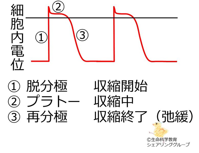 ファイル:細胞内電位の変動.jpg