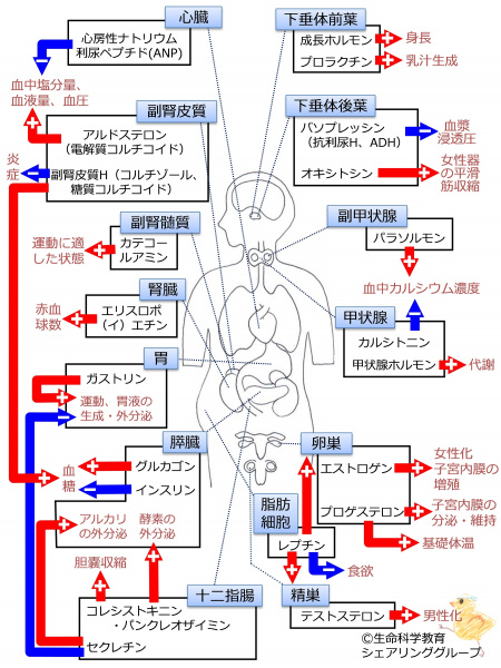 ファイル:03572.jpg