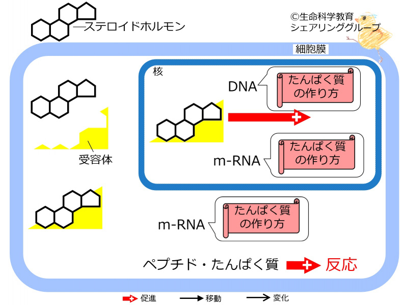 ファイル:04366-wb.jpg