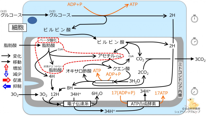 ファイル:BetaOxydation.jpg