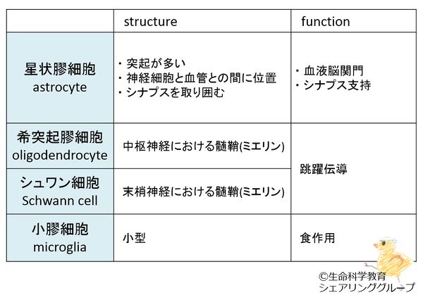 Glia分類 ja.JPG