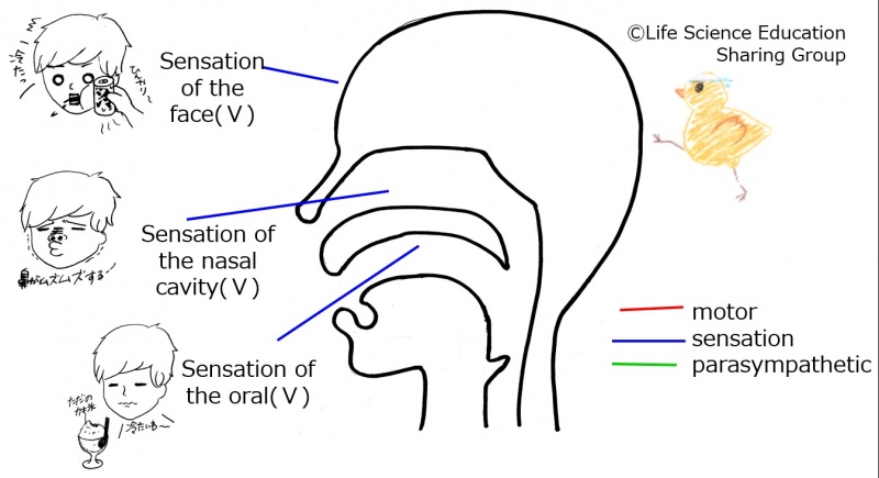 ファイル:Cranial05E 1.jpeg