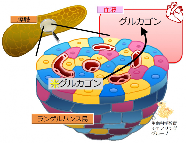 ファイル:Glucagon.jpg