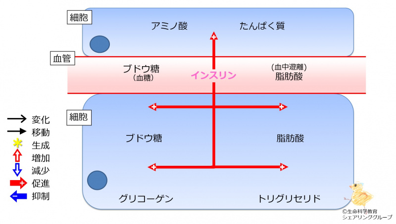 ファイル:Insulin2TGandProteinBaseline-wb.jpg