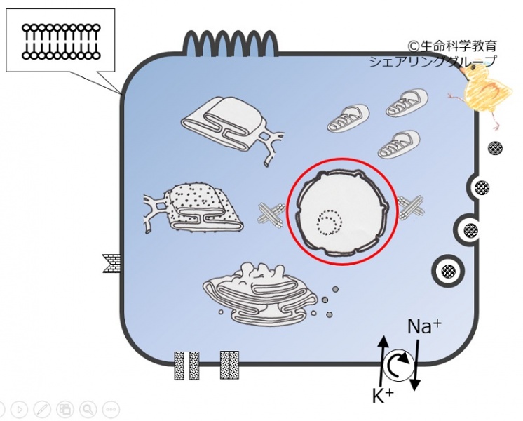 ファイル:04457.jpg