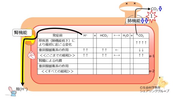 /wiki/images/thumb/2/29/Respiratory-acidosis-no-compensation.jpg/590px-Respiratory-acidosis-no-compensation.jpg