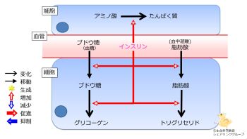 /wiki/images/thumb/2/2b/Insulin2TGandProteinBaseline.jpg/350px-Insulin2TGandProteinBaseline.jpg