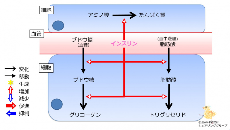 ファイル:Insulin2TGandProteinBaseline.jpg