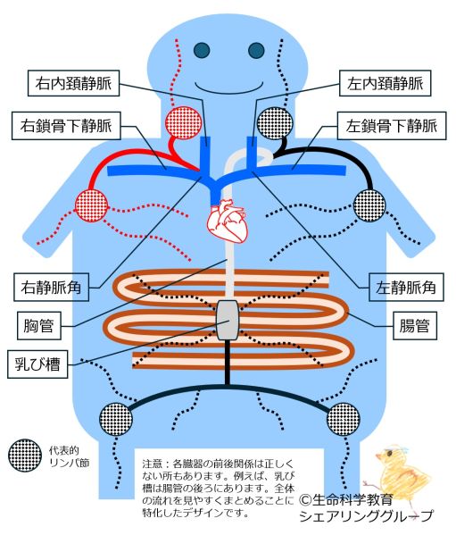 ファイル:リンパ管全体像.jpg