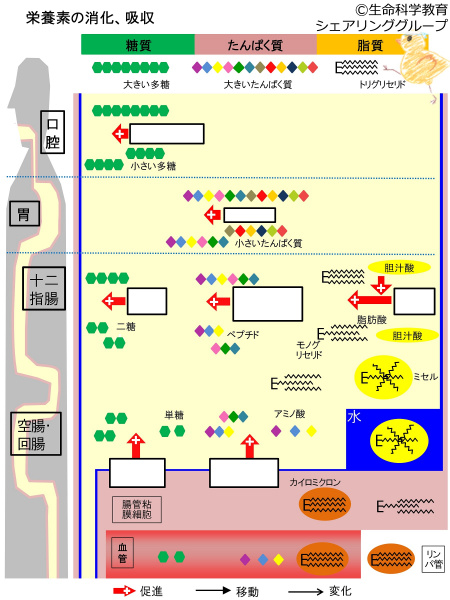 ファイル:03728-wb.jpg