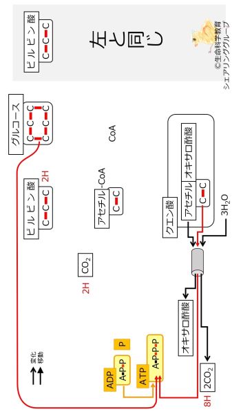 ファイル:EnergyMetabolismNumberOfC-SemiSummary-Jpn-wb.jpg