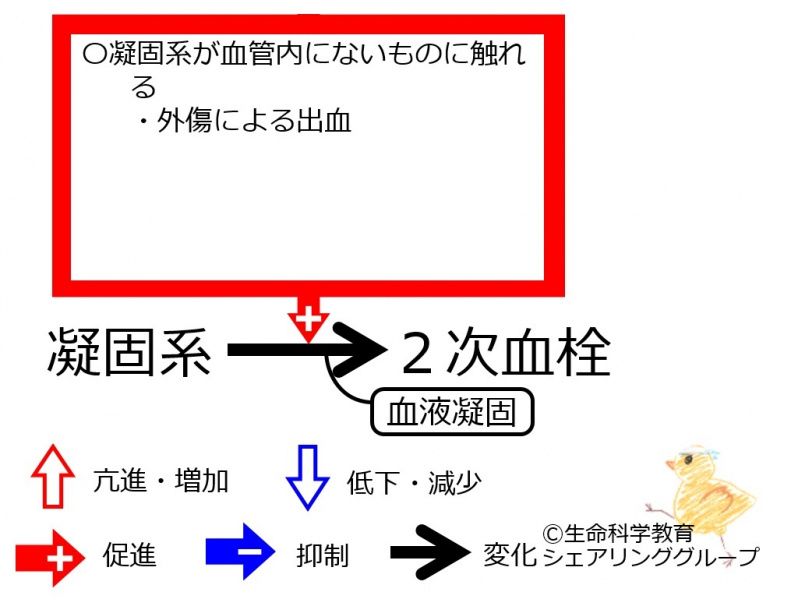 ファイル:Good-coagulation-wb.jpg