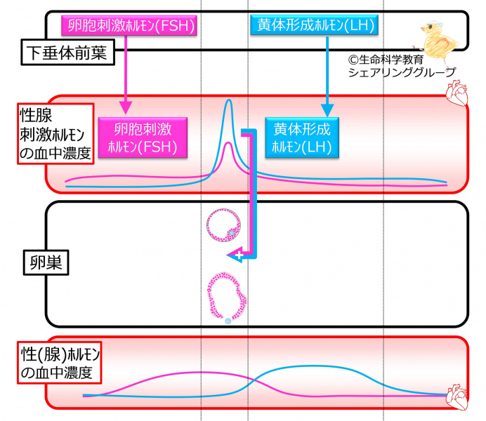 ファイル:MenstrationOvulationnoFB-wb.jpg