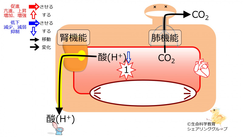 ファイル:PHcompensationAlkalemiaBaseline-Jpn.jpg