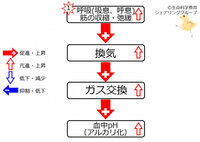 Respiratory effection ph.jpg