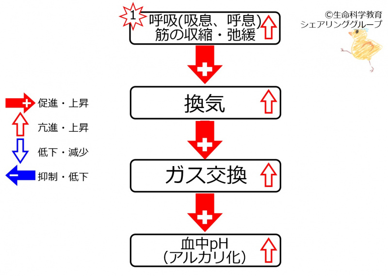 ファイル:Respiratory effection ph.jpg